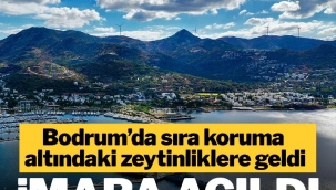 Bodrum’da Milyar Dolarlık Rant !Sit koruması altındaki zeytinlikler turizm imarına açıldı