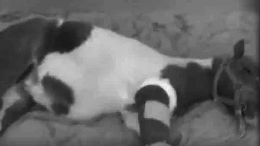 Millet Bahçesi’nde mide bulandıran toplu tecavüz iddiası