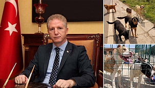 İstanbul Valiliği harekete geçti: 39 ilçeye ‘sokak köpeklerini toplayın’ talimatı verildi